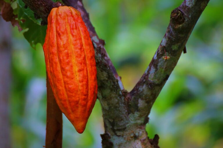cacao pod, cacao fruit, cacao-4469212.jpg