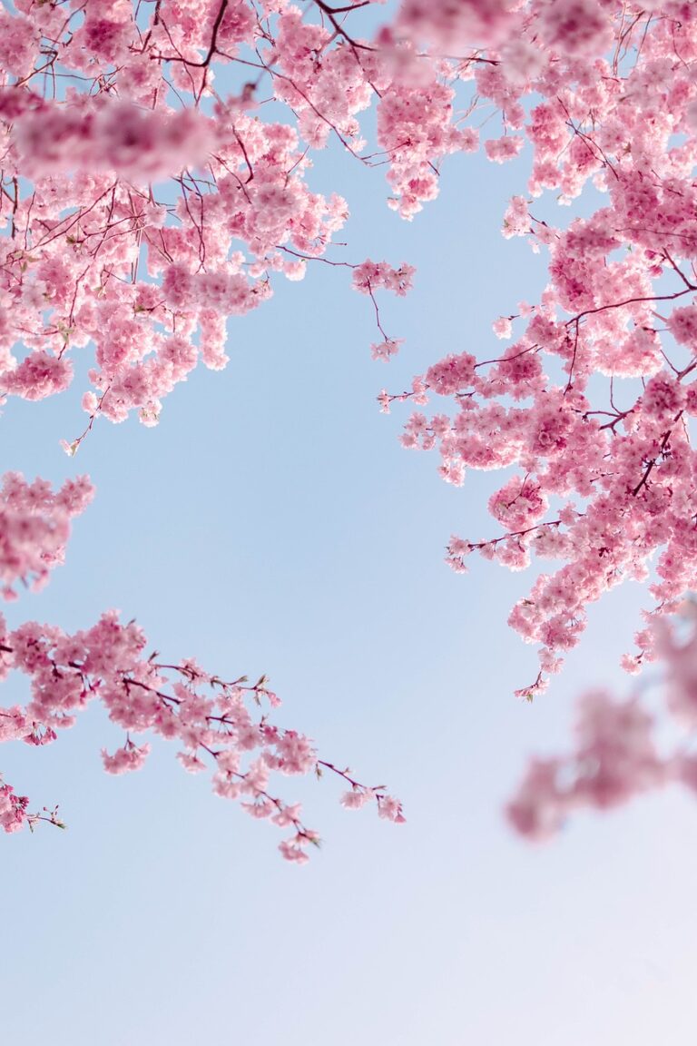 cherry blossoms, flower background, flowers-6153384.jpg